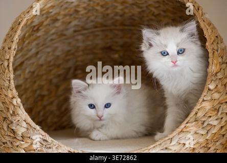 Zwei Ragdoll-Kätzchen in ihrem Katzenkorb Stockfoto