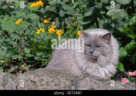 Ragdoll-Katze im Sommergarten Stockfoto
