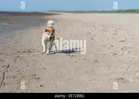 Shiba Inu hat Spaß am Strand am Knock in Emden Stockfoto