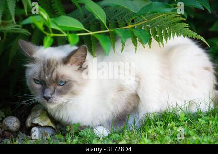 Ragdoll Katze zu Hause im Garten Stockfoto