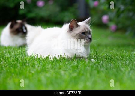 Ragdoll Katze zu Hause im Garten Stockfoto
