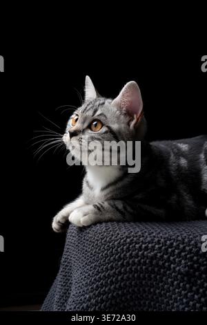 Seitenansicht eines silbernen, tabby-britischen Kurzhaarkätzchens, das vor schwarzem Hintergrund auf der Vorderseite liegt Stockfoto