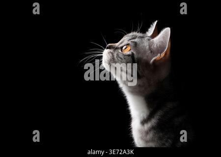 Seitenansicht eines silbernen Tabby britischen Kurzhaarkätzchens, das neugierig auf schwarzem Hintergrund mit Kopierraum aussieht Stockfoto