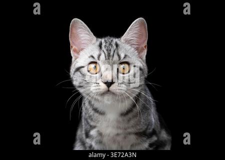 Silbernes Tabby-britisches Kurzhaar-Katzenporträt auf schwarzem Hintergrund Stockfoto