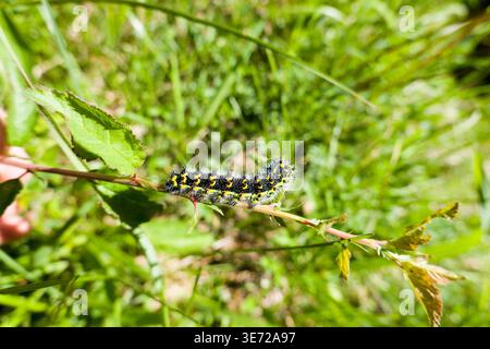 Raupe der kleinen Pfauenmotte (Saturnia pavonia) Stockfoto
