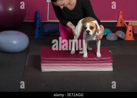 Beagle-Kreuzung in der Tierphysiotherapie Stockfoto