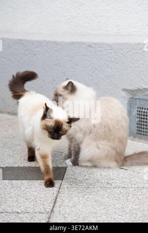 Zwei Ragdoll-Katzen auf der Sonnenterrasse Stockfoto