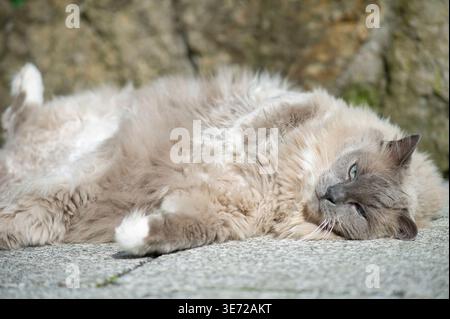 Ragdoll-Katze, die die Sonne auf der Terrasse genießt Stockfoto