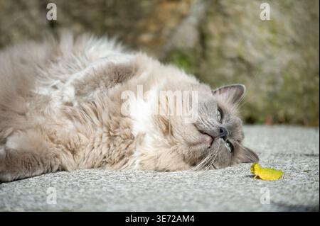 Ragdoll-Katze, die die Sonne auf der Terrasse genießt Stockfoto