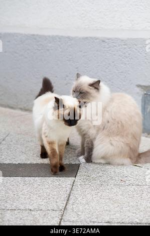 Zwei Ragdoll-Katzen auf der Sonnenterrasse Stockfoto