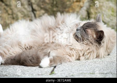 Ragdoll-Katze, die die Sonne auf der Terrasse genießt Stockfoto