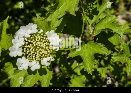 Viburnum (Viburnum opulus) - Blume und Laub Stockfoto