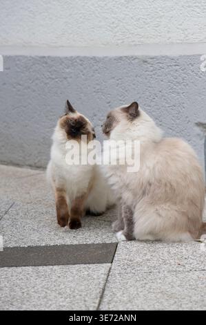Zwei Ragdoll-Katzen auf der Sonnenterrasse Stockfoto