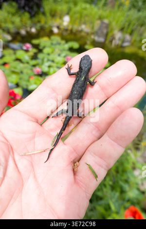 Alpenmolch (Ichthyosaura alpestris, syn. Triturus alpestris) - weiblich Stockfoto