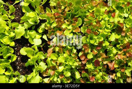 Junge Pflanzen im Blumenbeet Stockfoto