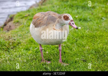 Ägyptische Gans, die auf kurzem grünem Gras neben einem Gewässer stehen Stockfoto