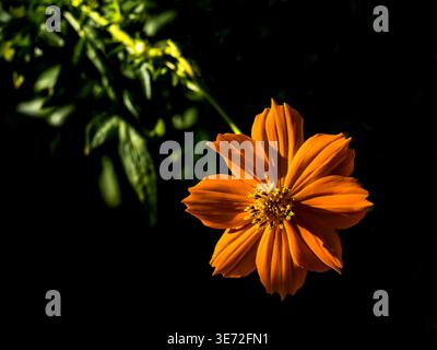 Orangenblume (Schwefelkosmos), Nahaufnahme Stockfoto