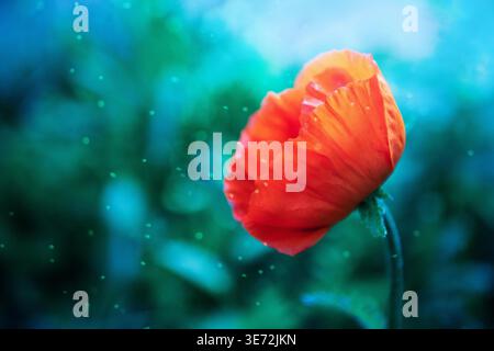 Banner mit rotem Mohn und schöner Natur mit Kopierraum. Farbenfrohe herrliche beste künstlerische Bildharmonie der Natur Stockfoto