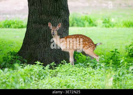 Sika-Hirsch (Cervus nippon), Weibchen unter einem Baum stehend, Bayern, Deutschland, Europa Stockfoto