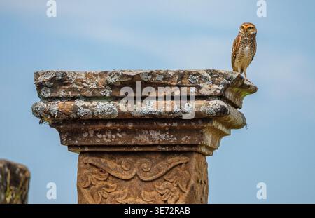Die Grabeize Athene cunicularia thronte auf einer Säule in den Ruinen der Jesuitenmission Trinidad de Parana in Paraguay, Südamerika Stockfoto