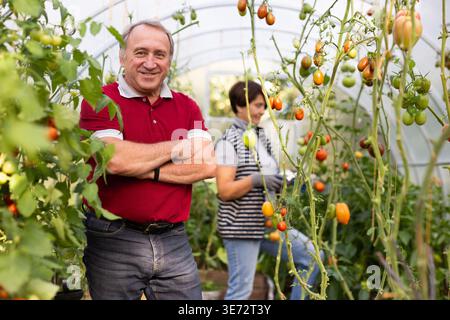 Glücklicher reifer Mann und Frau, die Tomaten im Gewächshaus sammeln Stockfoto
