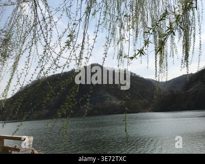 Weeping Willow zweigt über Calm Lake mit Berglandschaft ab Stockfoto
