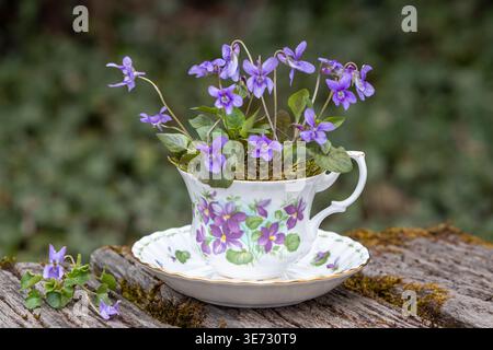 Süssviolett (Viola odorata) im Porzellanbecher mit Süssviolett-Ornament Stockfoto
