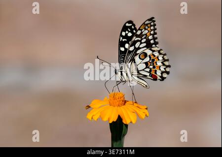 Limettenschmetterling ist ein weit verbreiteter Schwalbenschwanzschmetterling. Stockfoto