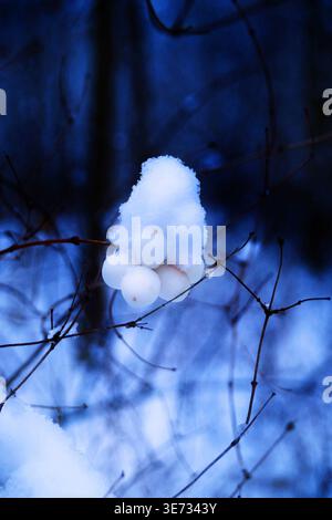Eine kleine Ansammlung von Schnee auf weißen Beeren auf einem Zweig, im Hintergrund der dunkle Wald und der Boden bedeckt mit Schnee, Schneebeeren, Sockelerbsen. Stockfoto