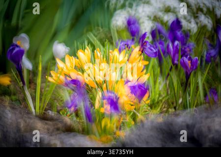 Krokusse im Frühling, Bokeh Stockfoto