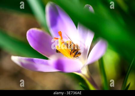 Honigbiene, APIs mellifera, auf Krokusblüte im Frühjahr Stockfoto