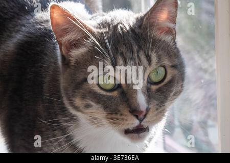 Die graue Tabby-Katze schaut mit offenem Mund nach vorne und miaut. Grüne Augen leuchten vor neugierigem Fokus. Weiches Sonnenlicht unterstreicht die Pelzstruktur. Die Katze scheint ruhig zu sein, Stockfoto