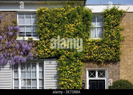 Bloomfield Terrace, London, Großbritannien. April 2026. Das Terrassenhaus in Chelsea ist mit violetten Glyzinien in hellem und warmem Sonnenschein geschmückt. Quelle: Malcolm Park/Alamy Live News Stockfoto