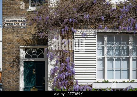 Bloomfield Terrace, London, Großbritannien. April 2026. Das Terrassenhaus in Chelsea ist mit violetten Glyzinien in hellem und warmem Sonnenschein geschmückt. Quelle: Malcolm Park/Alamy Live News Stockfoto