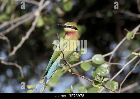 Ein wilder Blauschwanzbienenfresser (Merops philippinus), der auf einem natürlichen Zweig in dichtem Laub thront Stockfoto