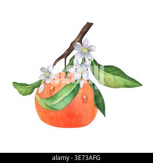 Ganze Grapefruit auf blühendem Zweig mit weißen Blüten, grünen Blättern und Wassertropfen. Isolierte botanische Illustration. Handbemalt für p Stockfoto