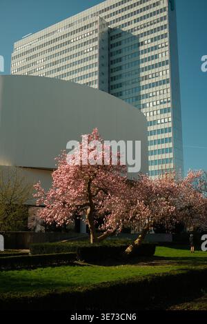 Schöner rosafarbener Magnolienbaum in voller Blüte in einem Stadtpark, im Kontrast zu einem hoch aufragenden modernen Glashochhaus unter einem klaren blauen Himmel. Stockfoto