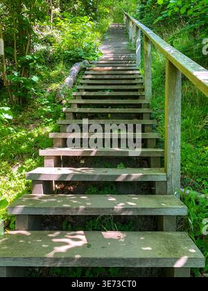 Treppen zum Strand in Vang auf Bornholm, Vang, Hasle, Allinge-Sandvig, Bornholm, Holztreppe, Hauptstadtregion, Region Hovedstaden, Landschaft, Baum, Küste, Dänemark, Skandinavien Stockfoto