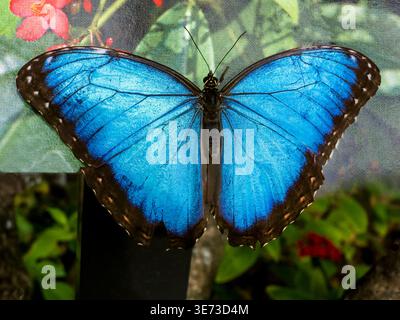 Blue Morpho Butterfly (Morpho Peleides) Stockfoto