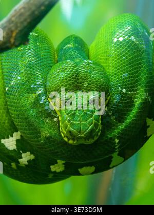 Smaragd Tree Boa (Corallus Caninus) Stockfoto