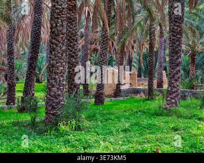 Al-Hamra, die rote Stadt im Oasas-Gürtel des Hajar-Gebirges, Oman Stockfoto