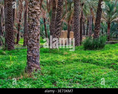 Al-Hamra, die rote Stadt im Oasas-Gürtel des Hajar-Gebirges, Oman Stockfoto