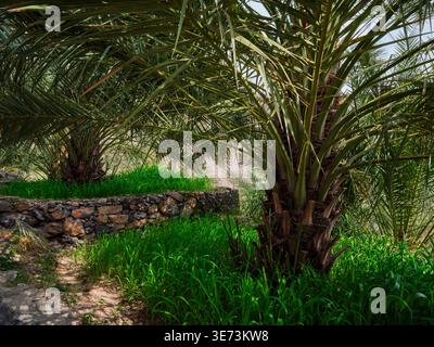 Ein Spaziergang durch das historische Museumsdorf Misfat al Abriyyin, Oman Stockfoto