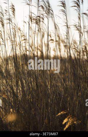 Die hohen Schilfe schwanken sanft, ihre federleichten Spitzen fangen das weiche, goldene Licht der Abenddämmerung ein. Stockfoto