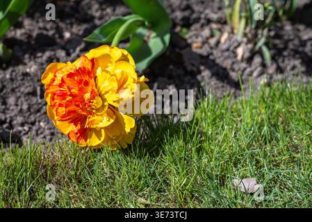Nahaufnahme einer orange-gelben Sunlover-Tulpe Stockfoto