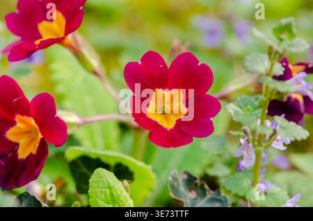 Rote Kerze mit gelbem Zentrum in der Nähe zwischen grünen Blättern in sanftem Licht. Stockfoto