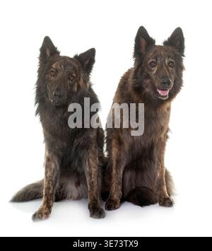 Holländische langhaarige Hirten vor weißem Hintergrund Stockfoto
