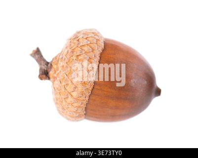 Acorneiche isoliert auf weißem Hintergrund. Reife braune Eichel. Beschneidungspfad Stockfoto