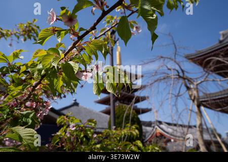 Kirschblüten und frische grüne Blätter umrahmen die verschwommene fünfstöckige Pagode des Senso-JI-Tempels vor dem hellblauen Frühlingshimmel in Tokio. Stockfoto