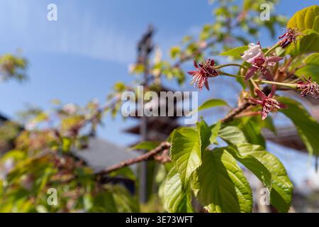 Nahaufnahme der Überreste der Kirschblüten im späten Frühjahr und der grünen Blätter, mit der verschwommenen Senso-JI-Tempelpagode im Hintergrund unter blauem Himmel. Stockfoto